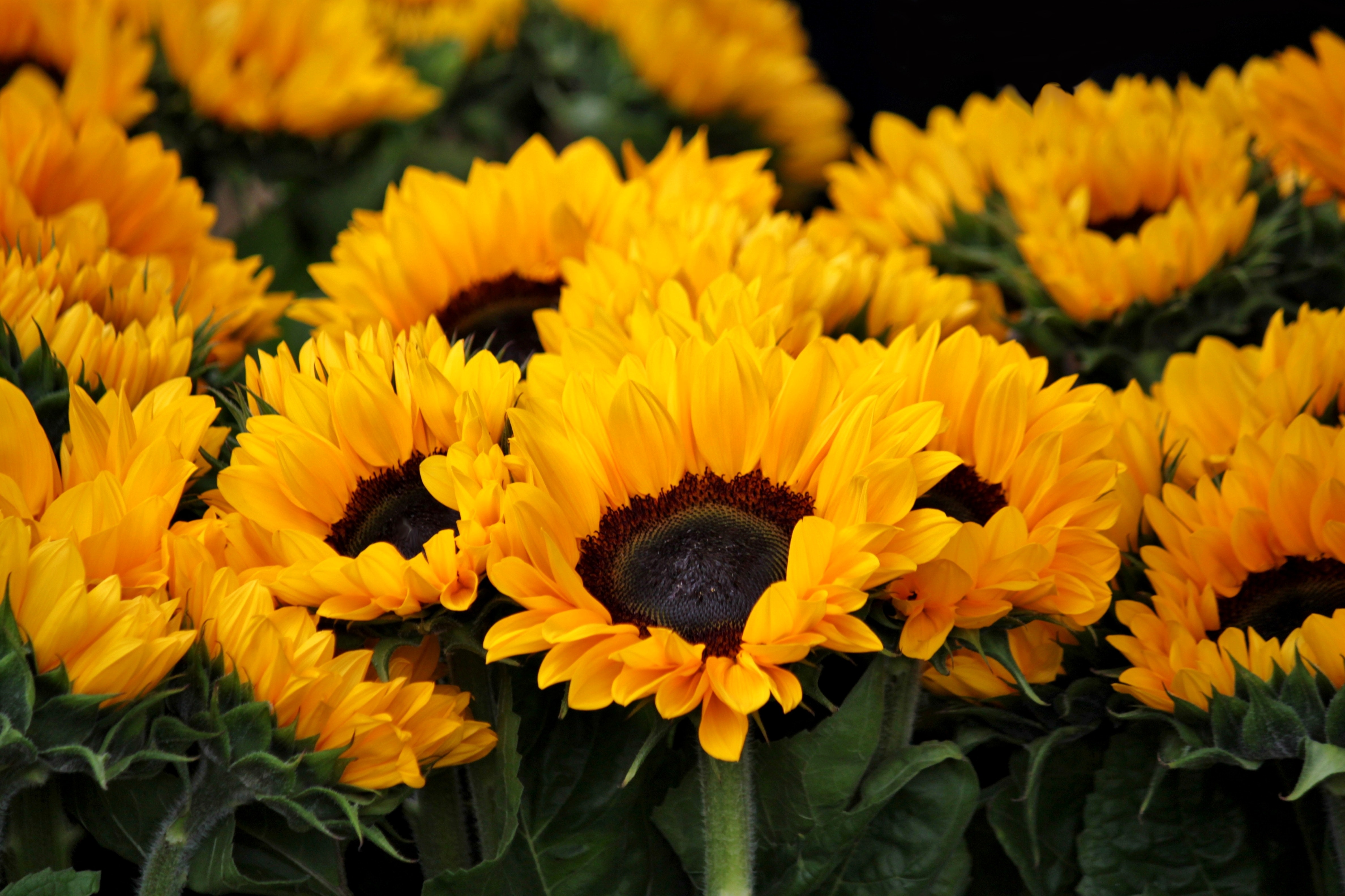 Yellow Sunflower Wallpapers