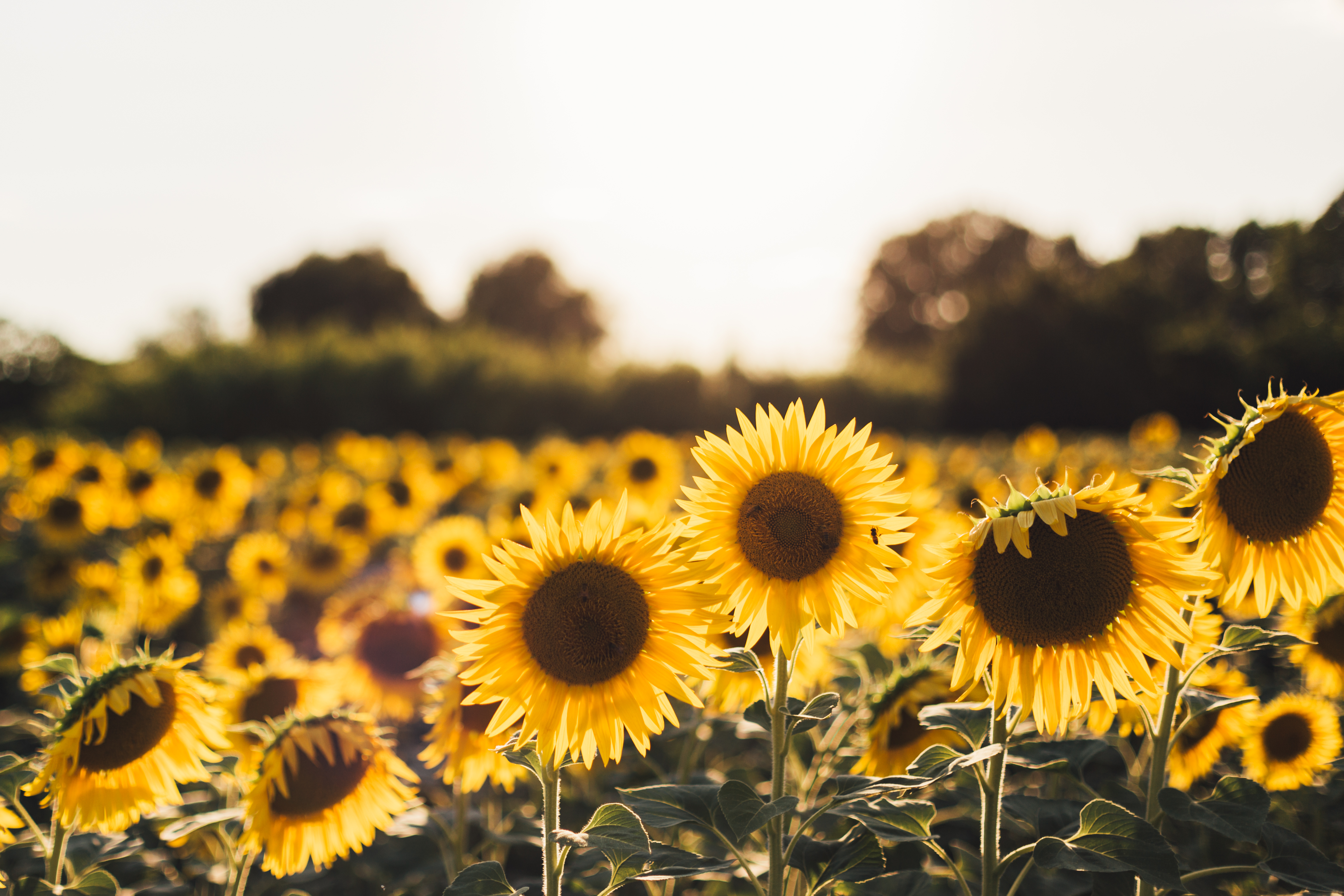 Yellow Sunflower Wallpapers