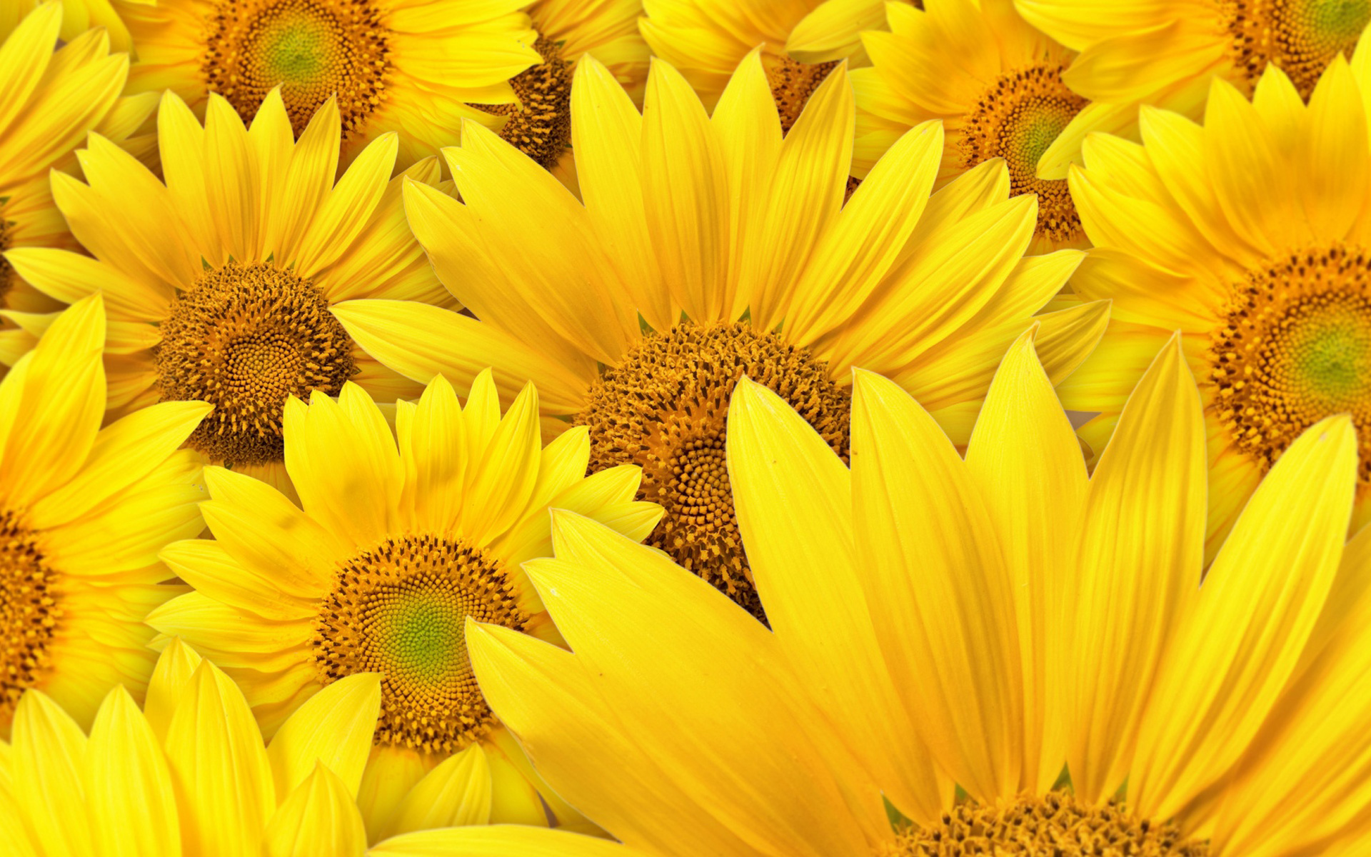 Yellow Sunflower Wallpapers