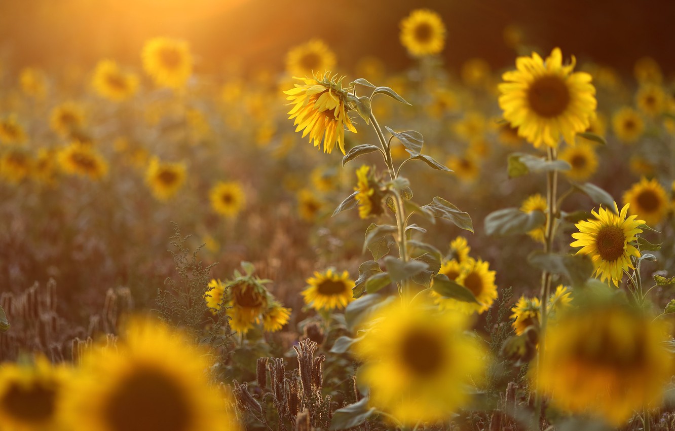 Yellow Sunflower Wallpapers