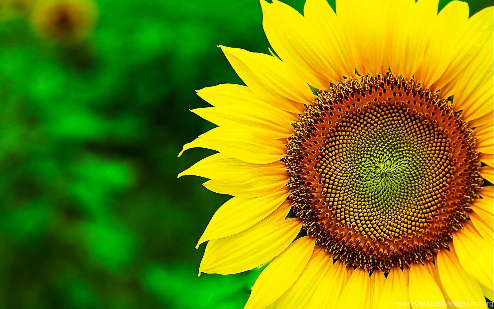 Yellow Sunflower Wallpapers