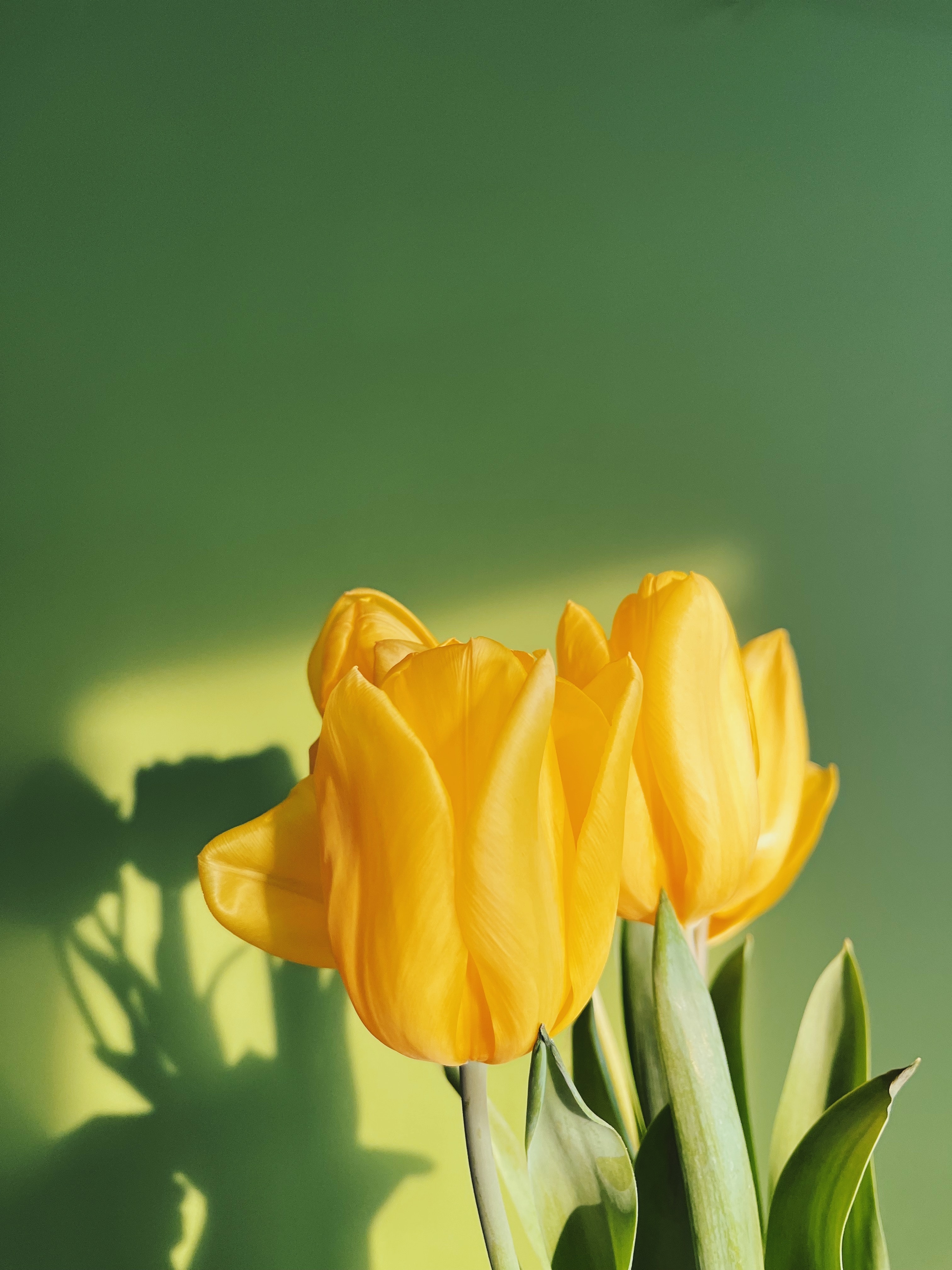Yellow Tulips Wallpapers