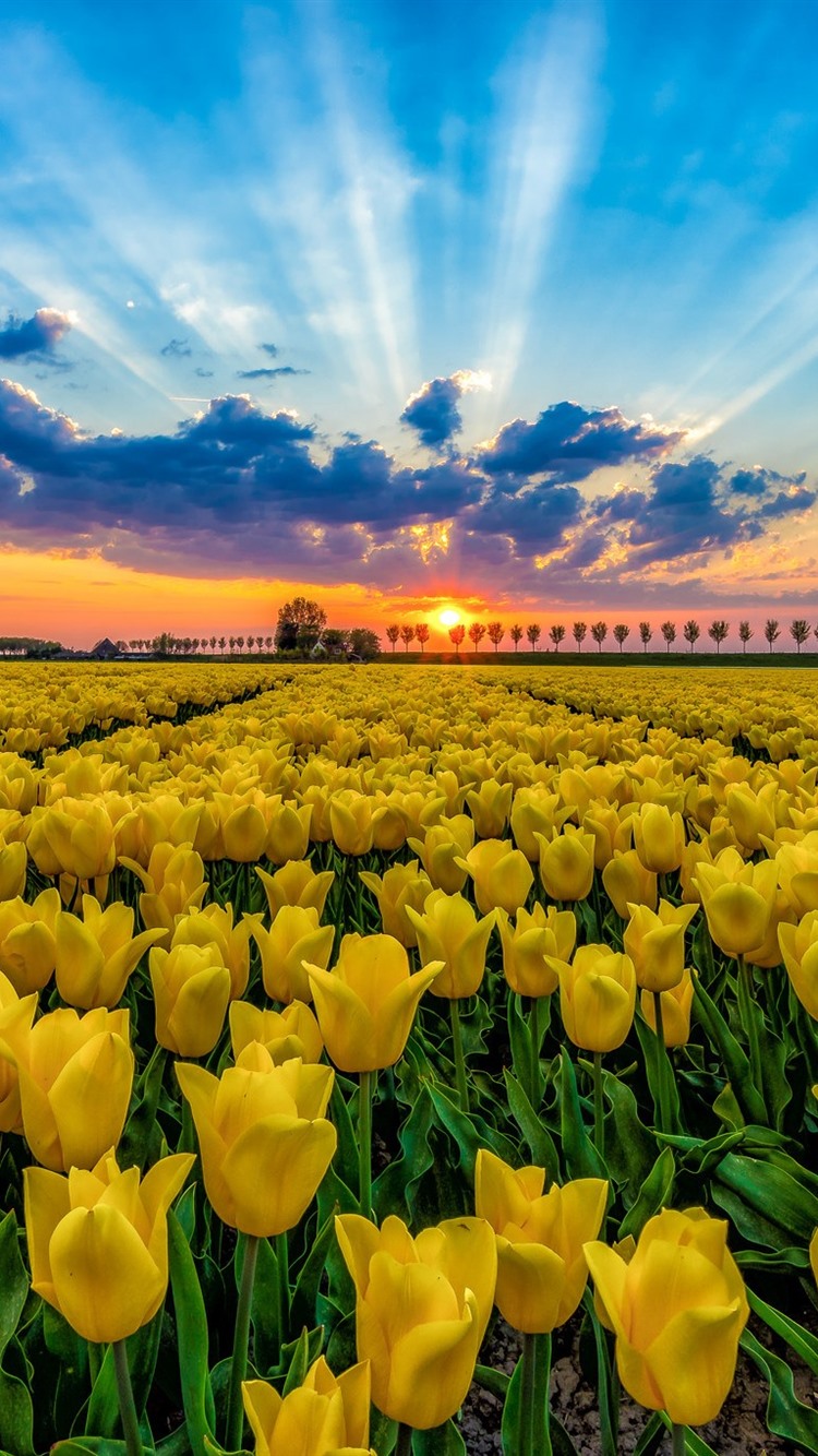 Yellow Tulips Wallpapers