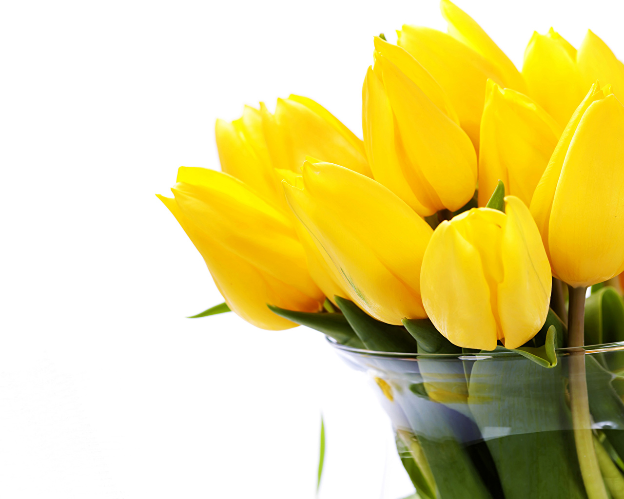 Yellow Tulips Wallpapers