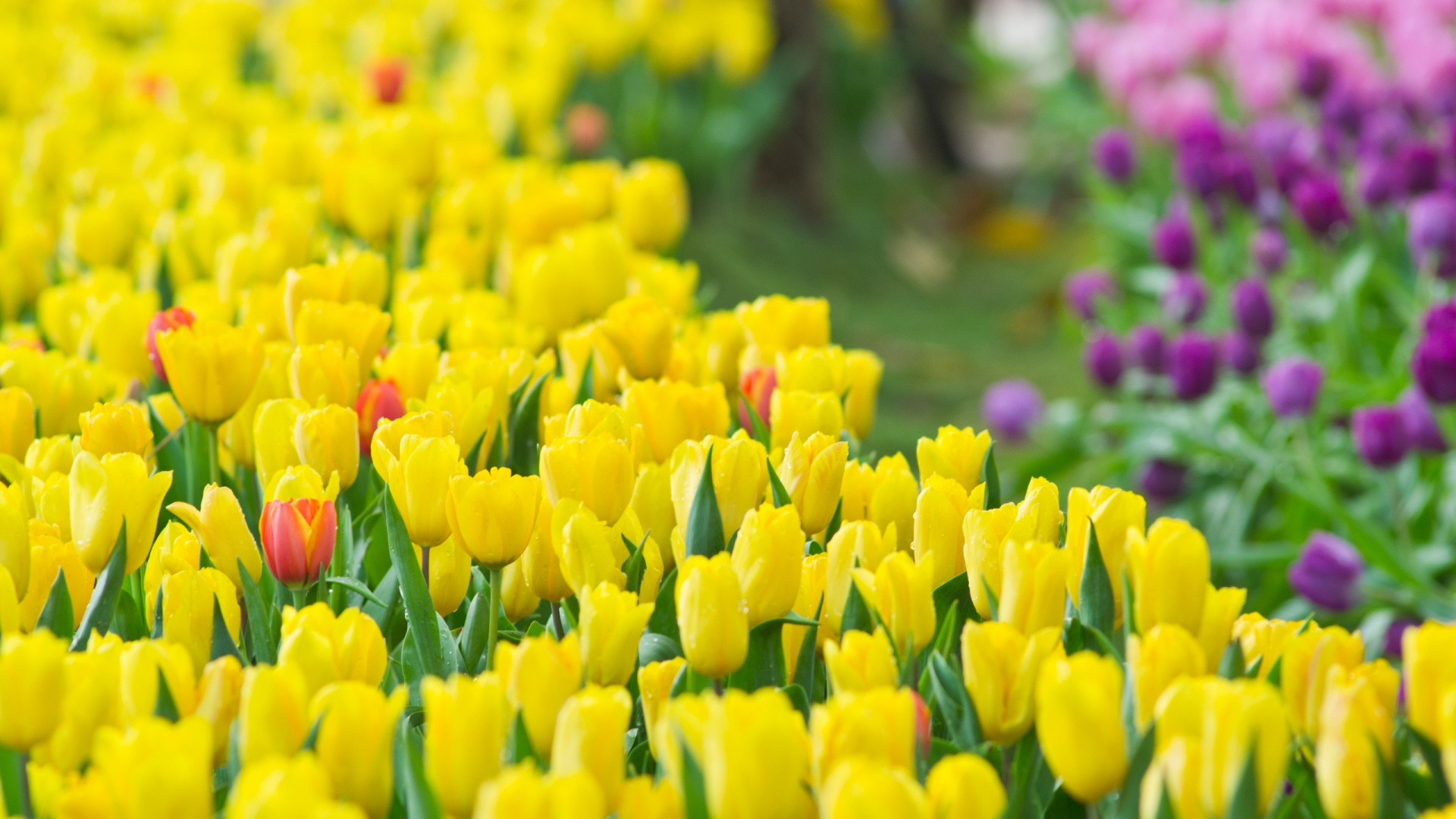 Yellow Tulips Wallpapers