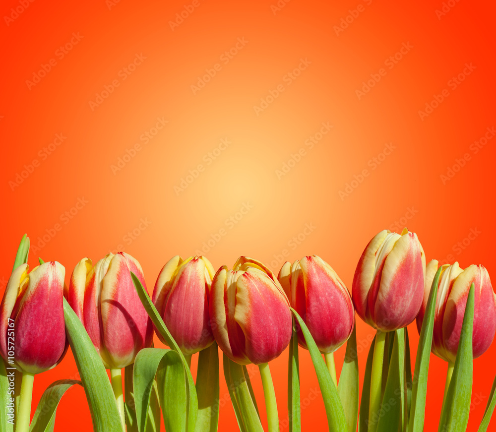 Yellow Tulips Wallpapers