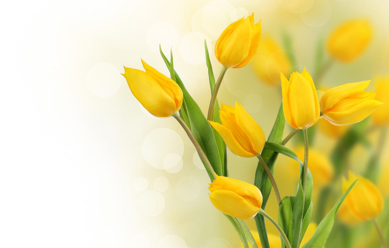 Yellow Tulips Wallpapers