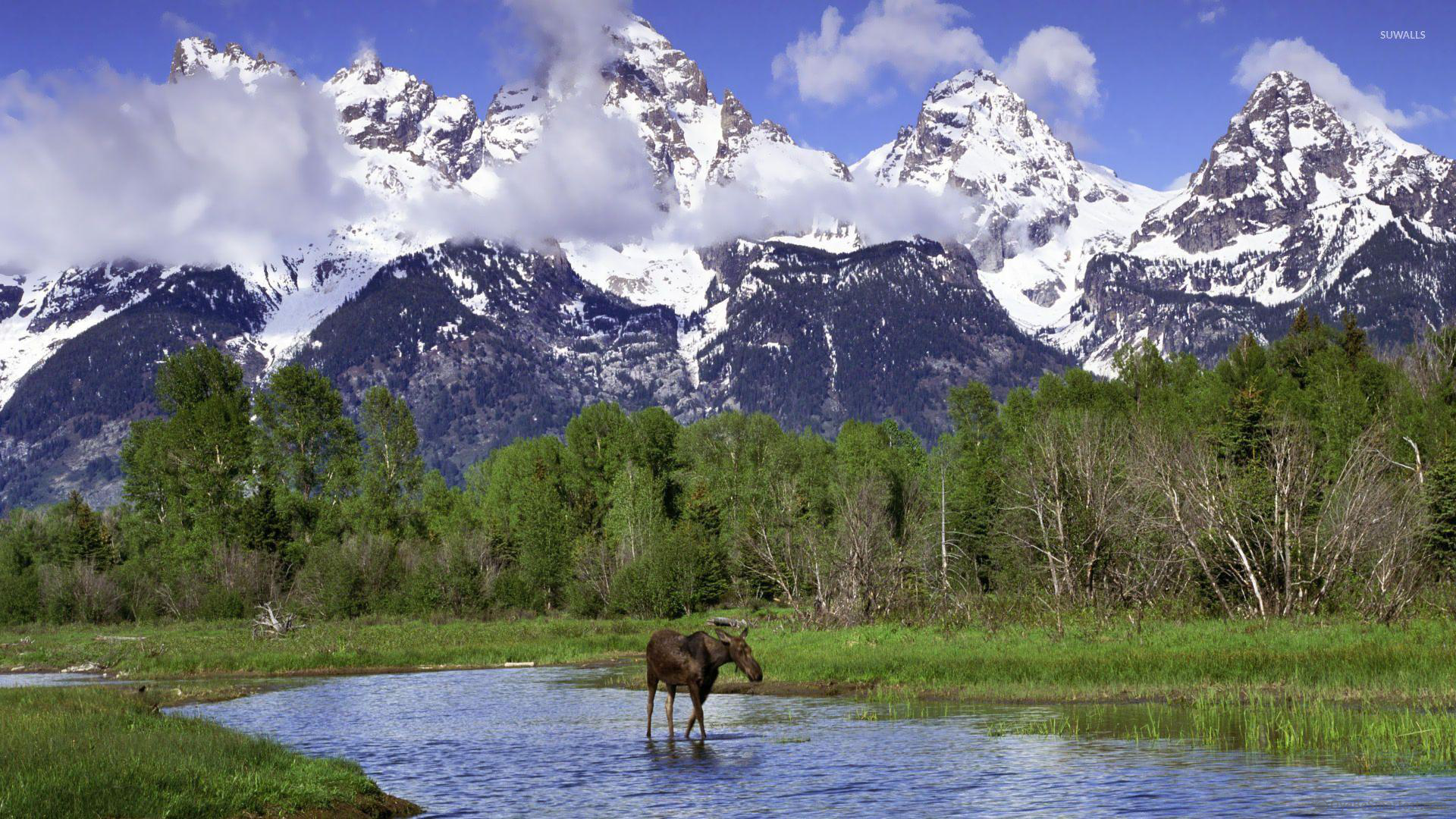 Yellowstone National Park Wallpapers