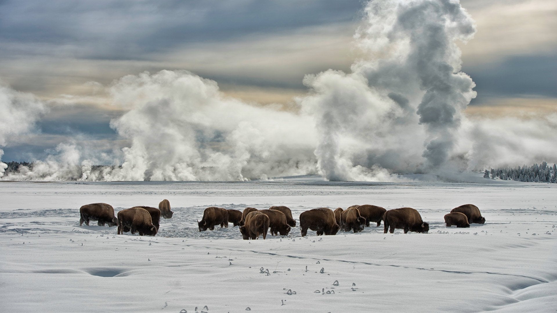 Yellowstone National Park Wallpapers