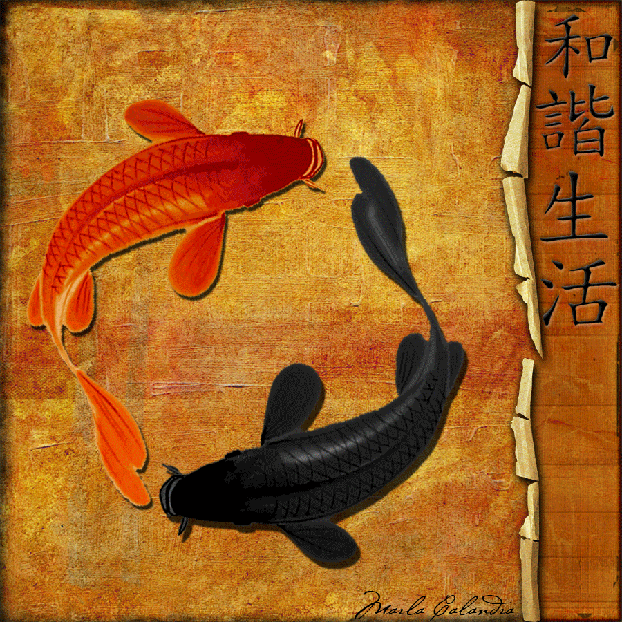 Yin Yang Koi Fish Wallpapers