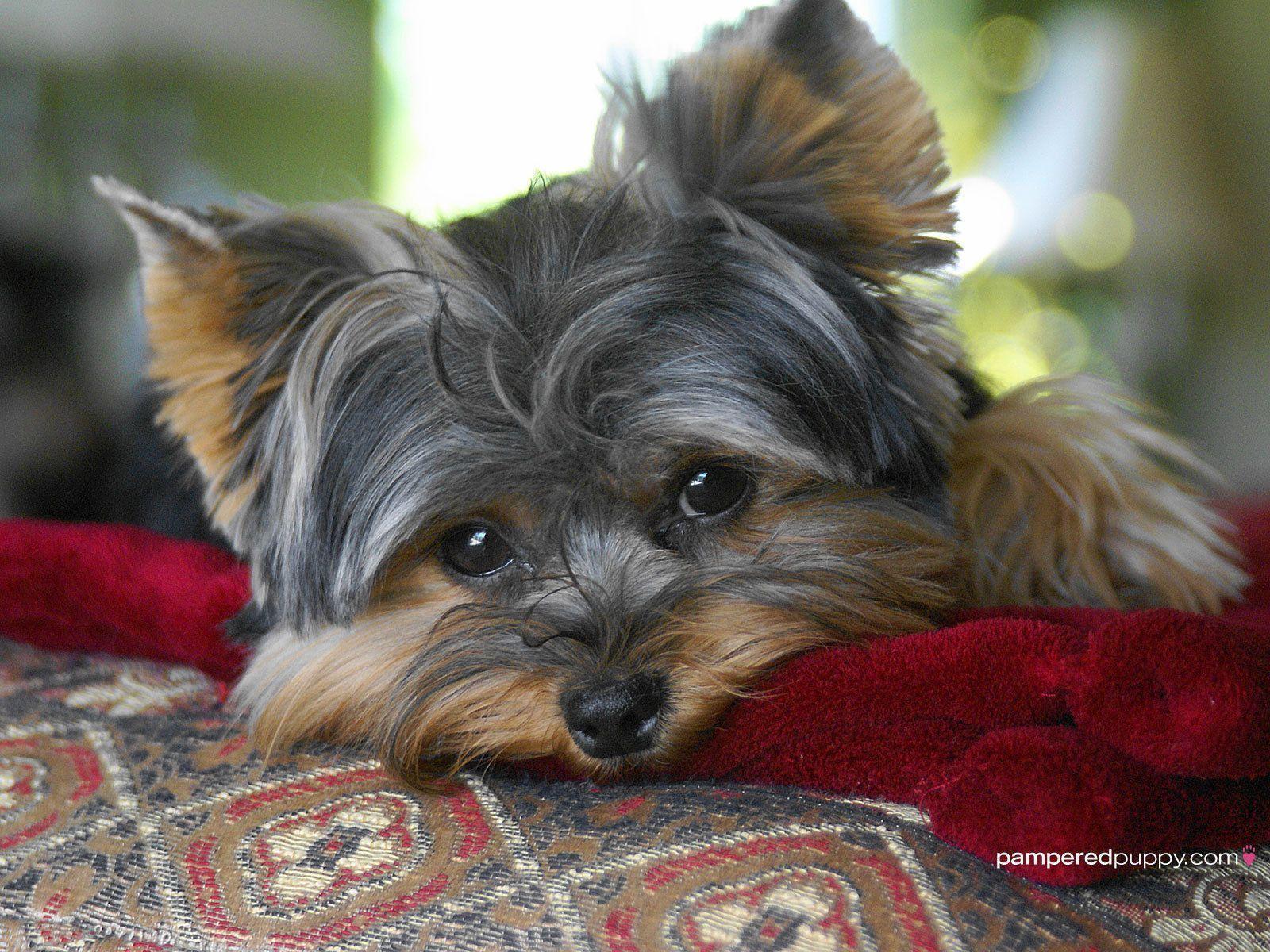 Yorkies Wallpapers