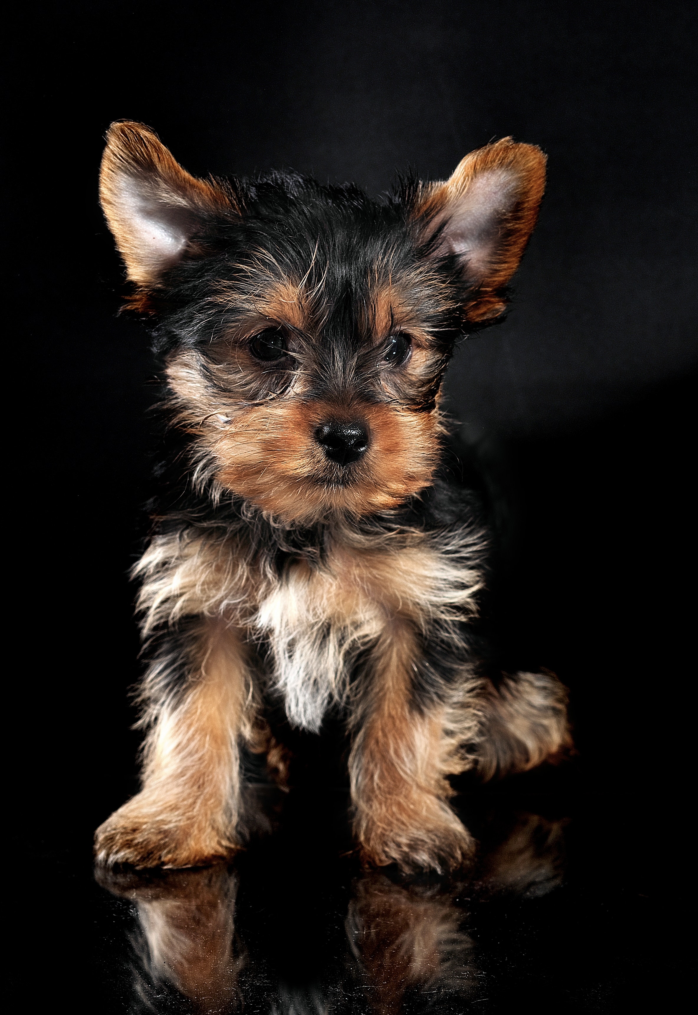 Yorkies Wallpapers