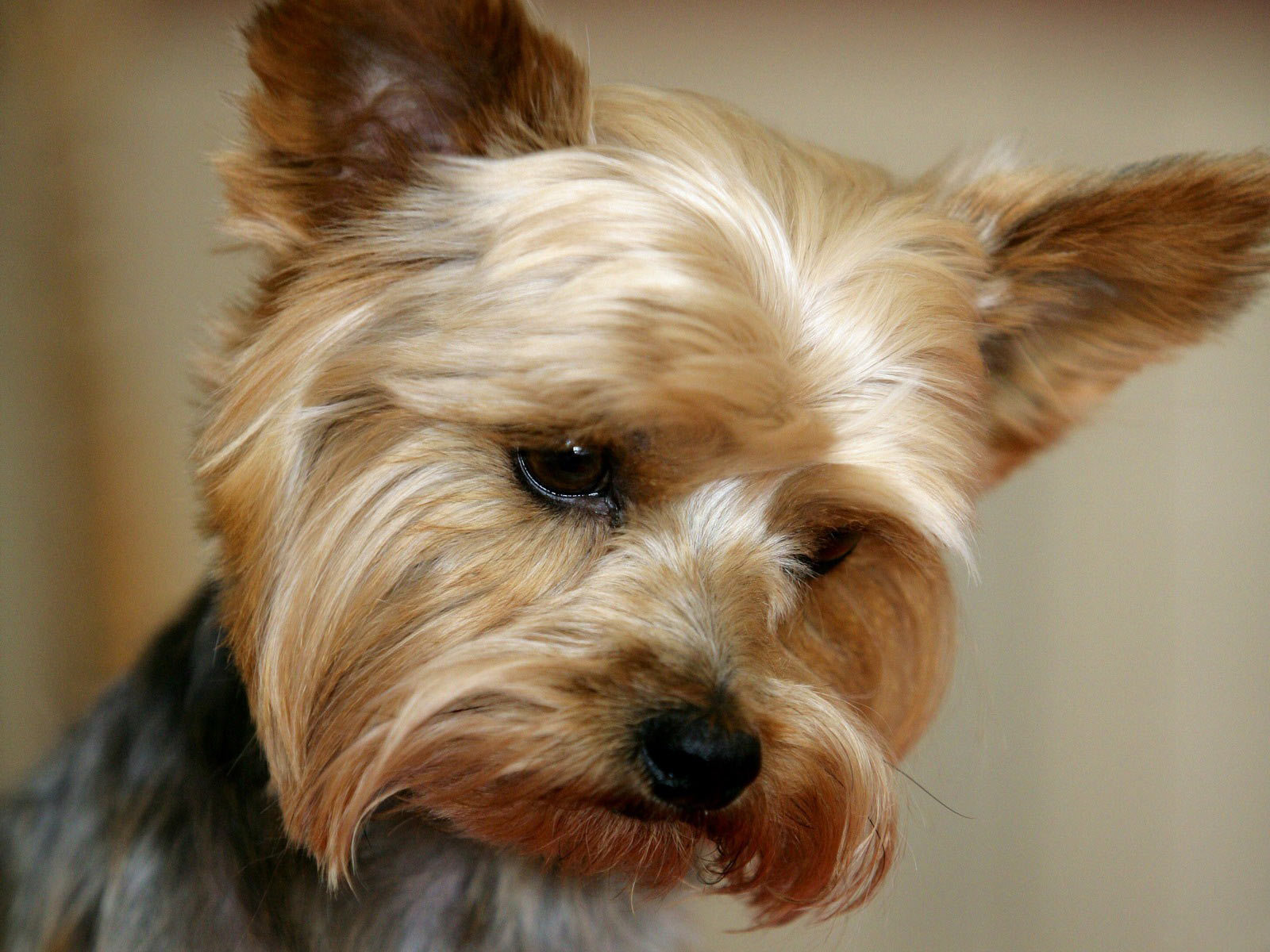 Yorkies Wallpapers