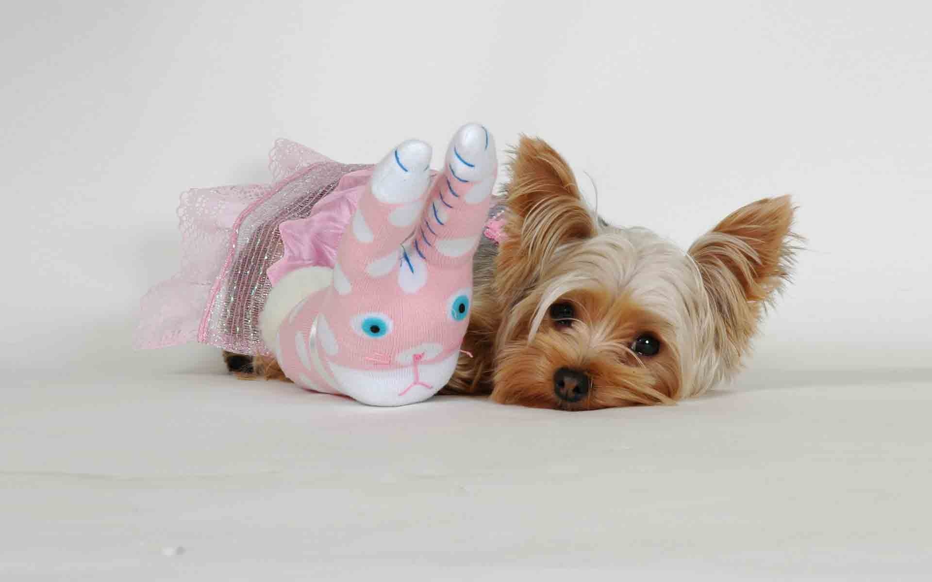 Yorkies Wallpapers