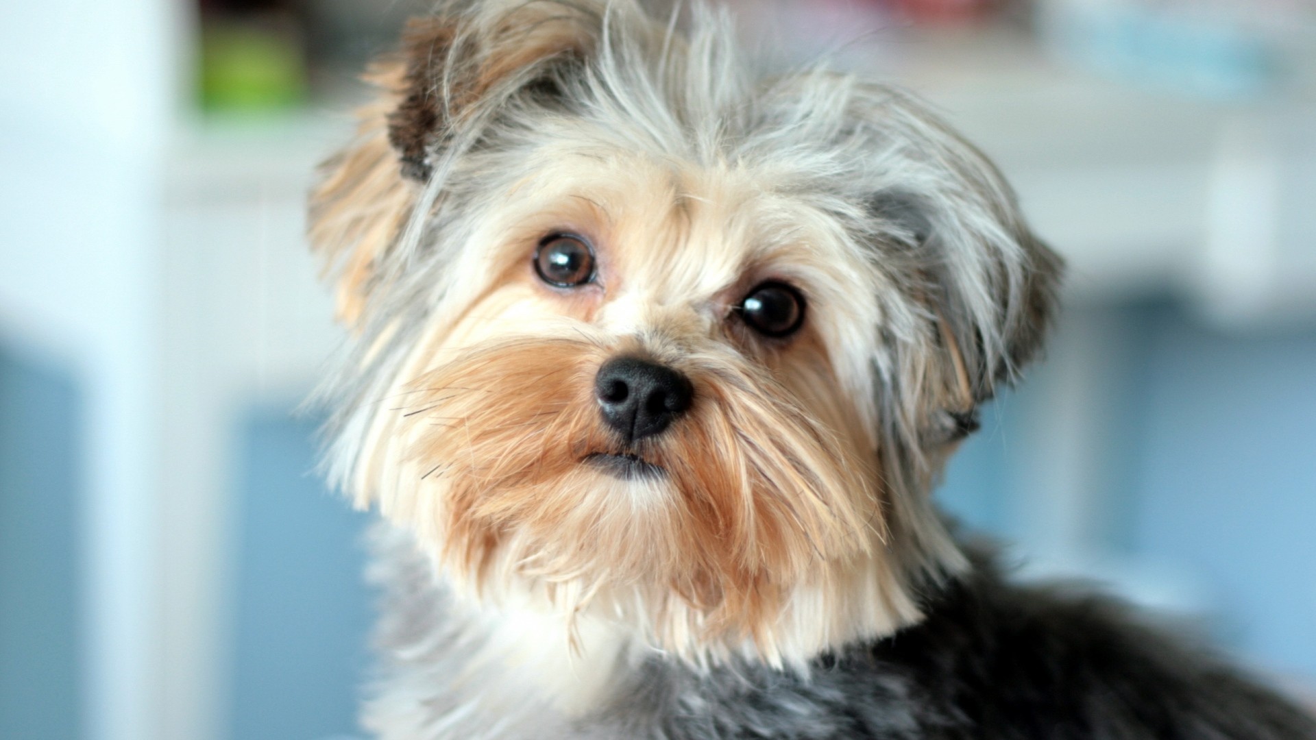 Yorkies Wallpapers