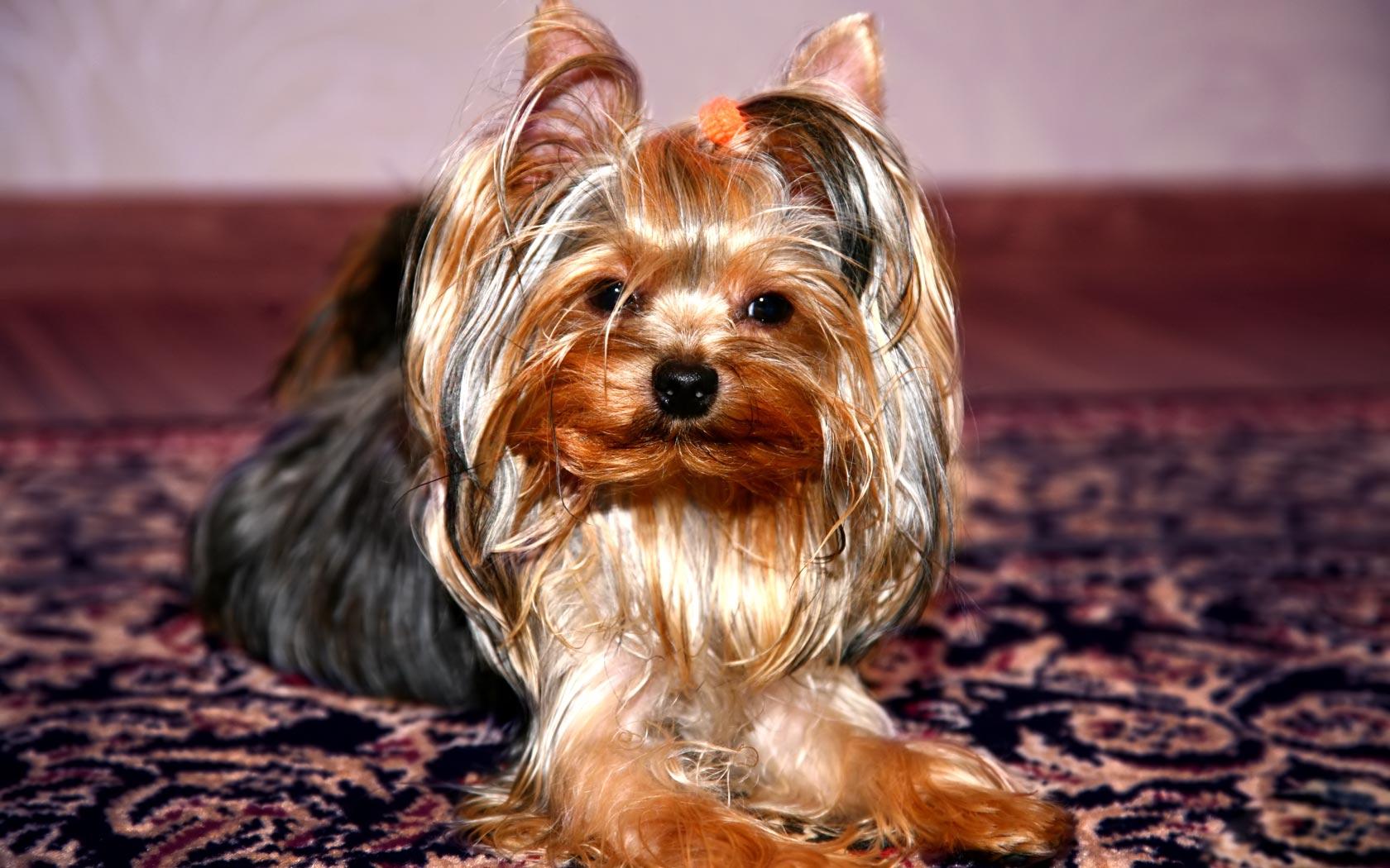 Yorkies Wallpapers