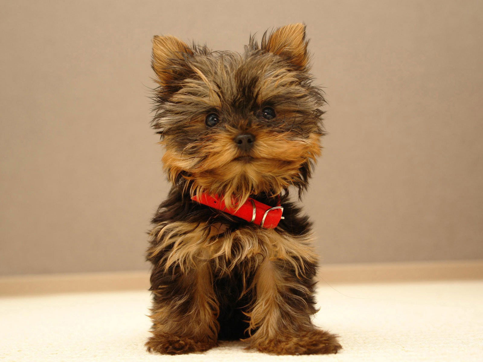 Yorkies Wallpapers