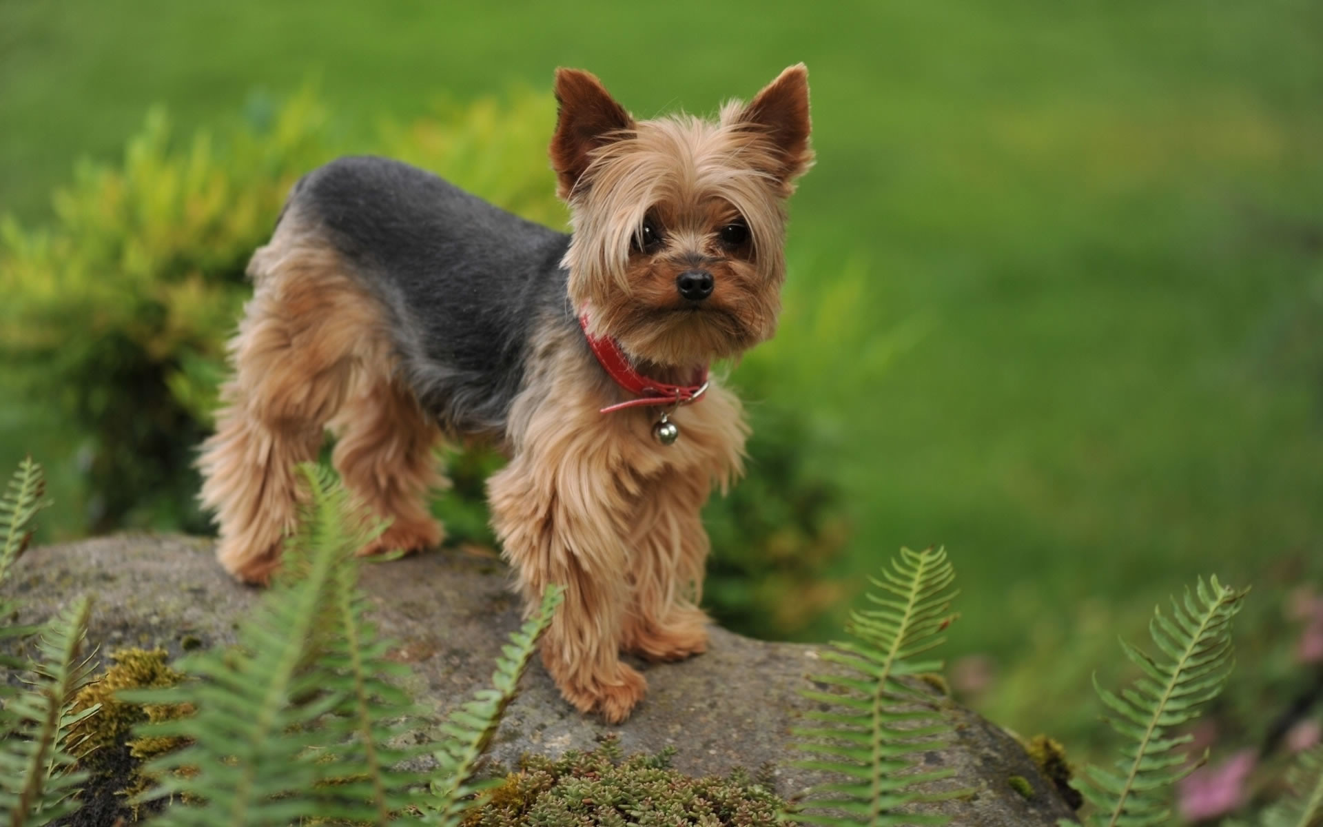 Yorkies Wallpapers