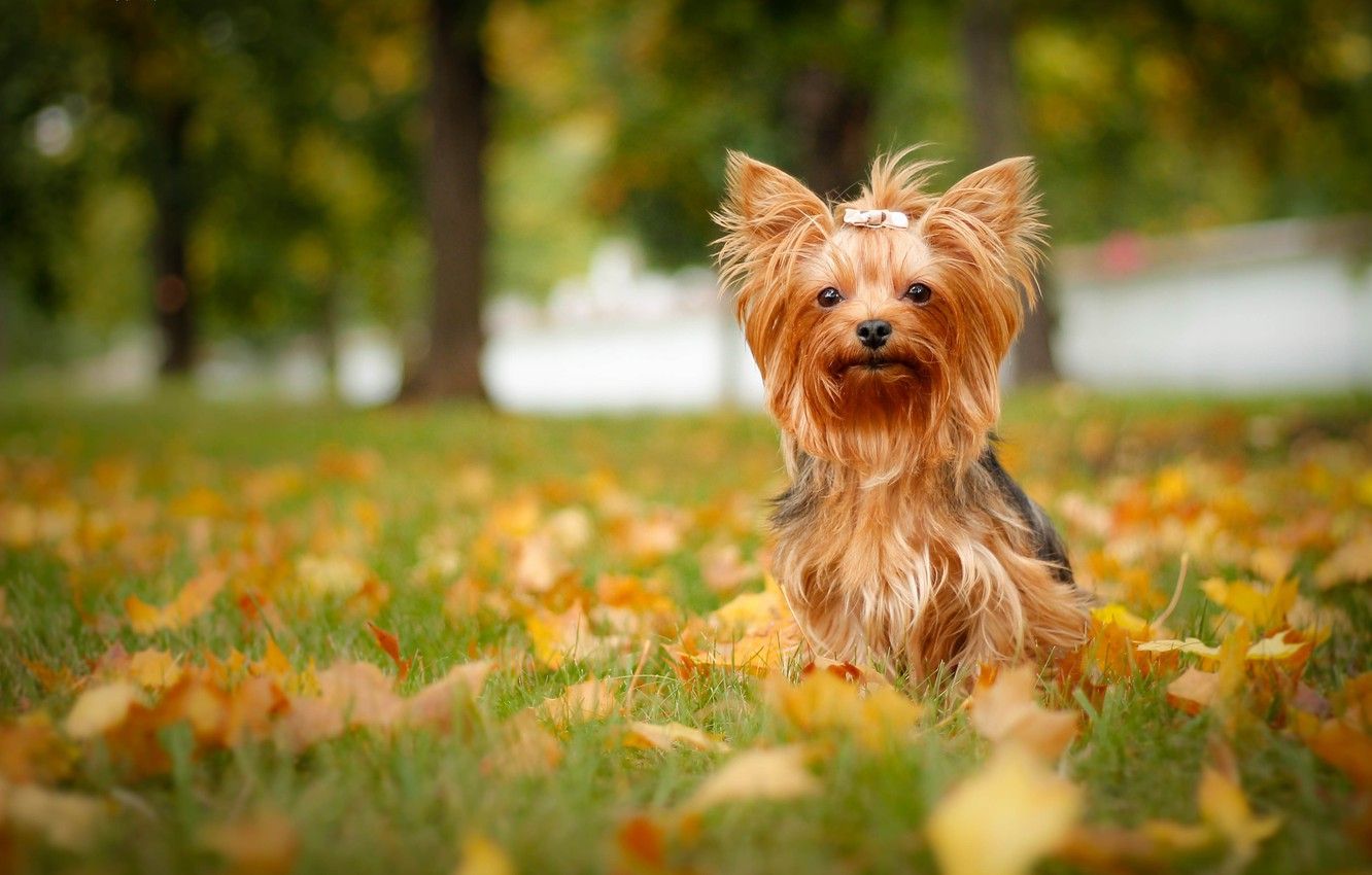 Yorkshire Terrier Wallpapers