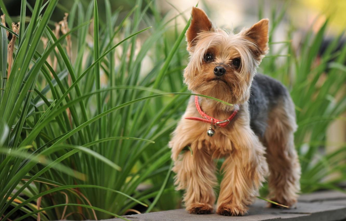 Yorkshire Terrier Wallpapers