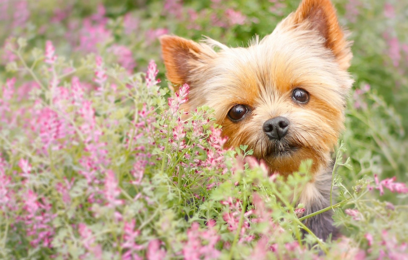 Yorkshire Terrier Wallpapers