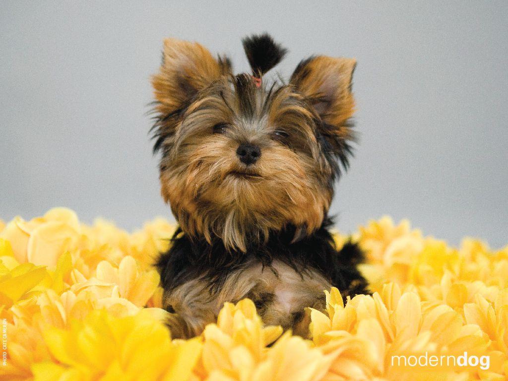 Yorkshire Terrier Wallpapers