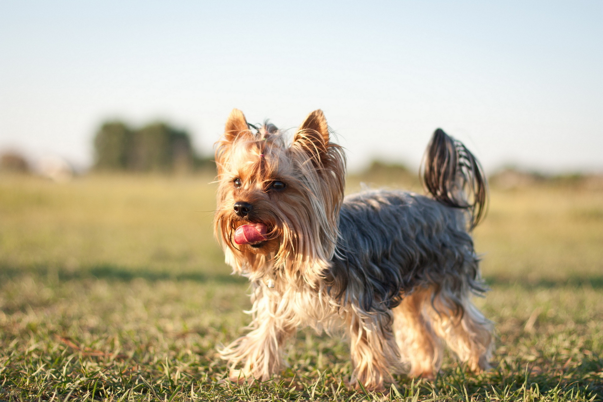 Yorkshire Terrier Wallpapers