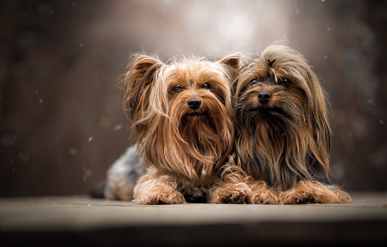 Yorkshire Terrier Wallpapers