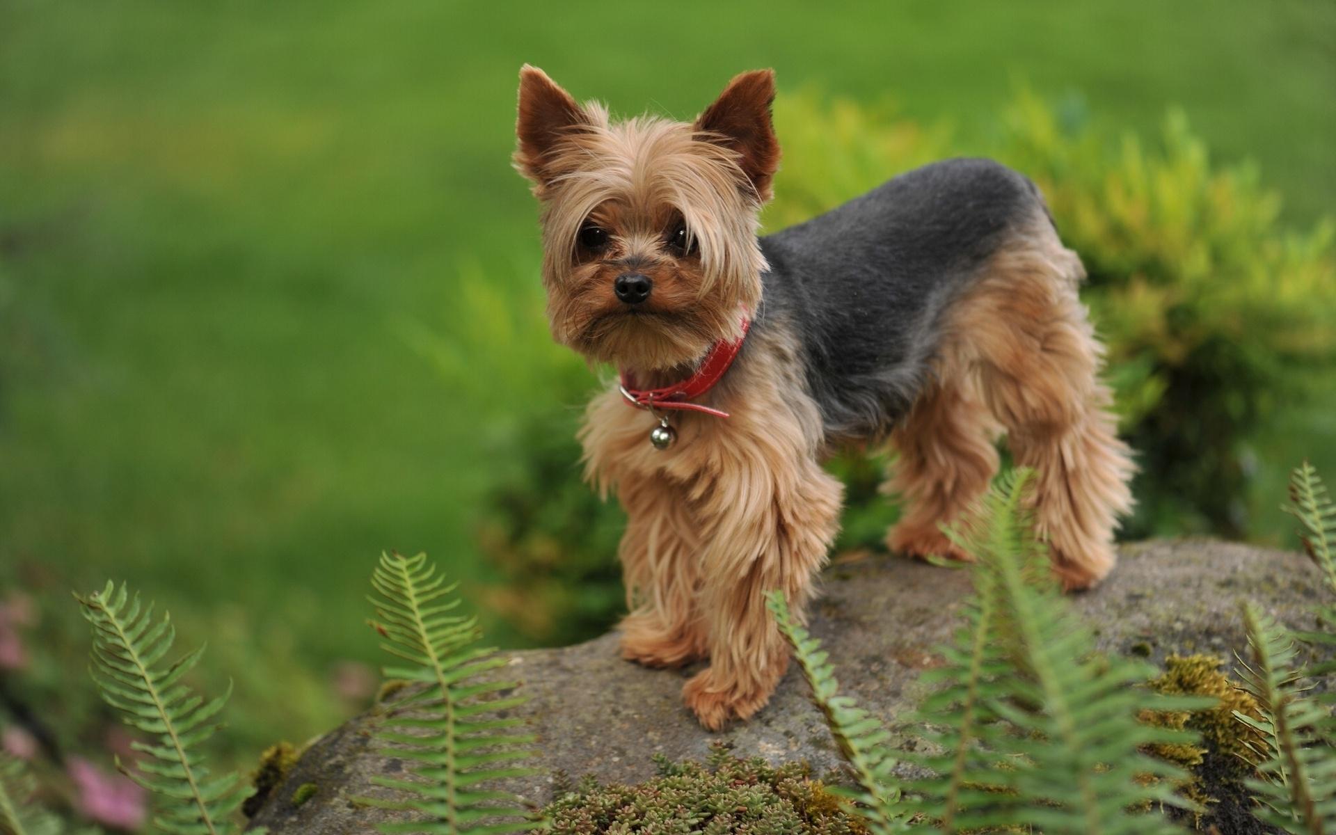 Yorkshire Terrier Wallpapers