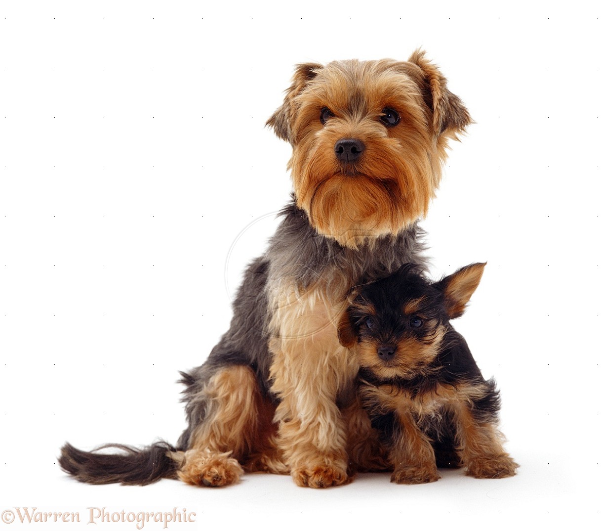 Yorkshire Terrier Wallpapers