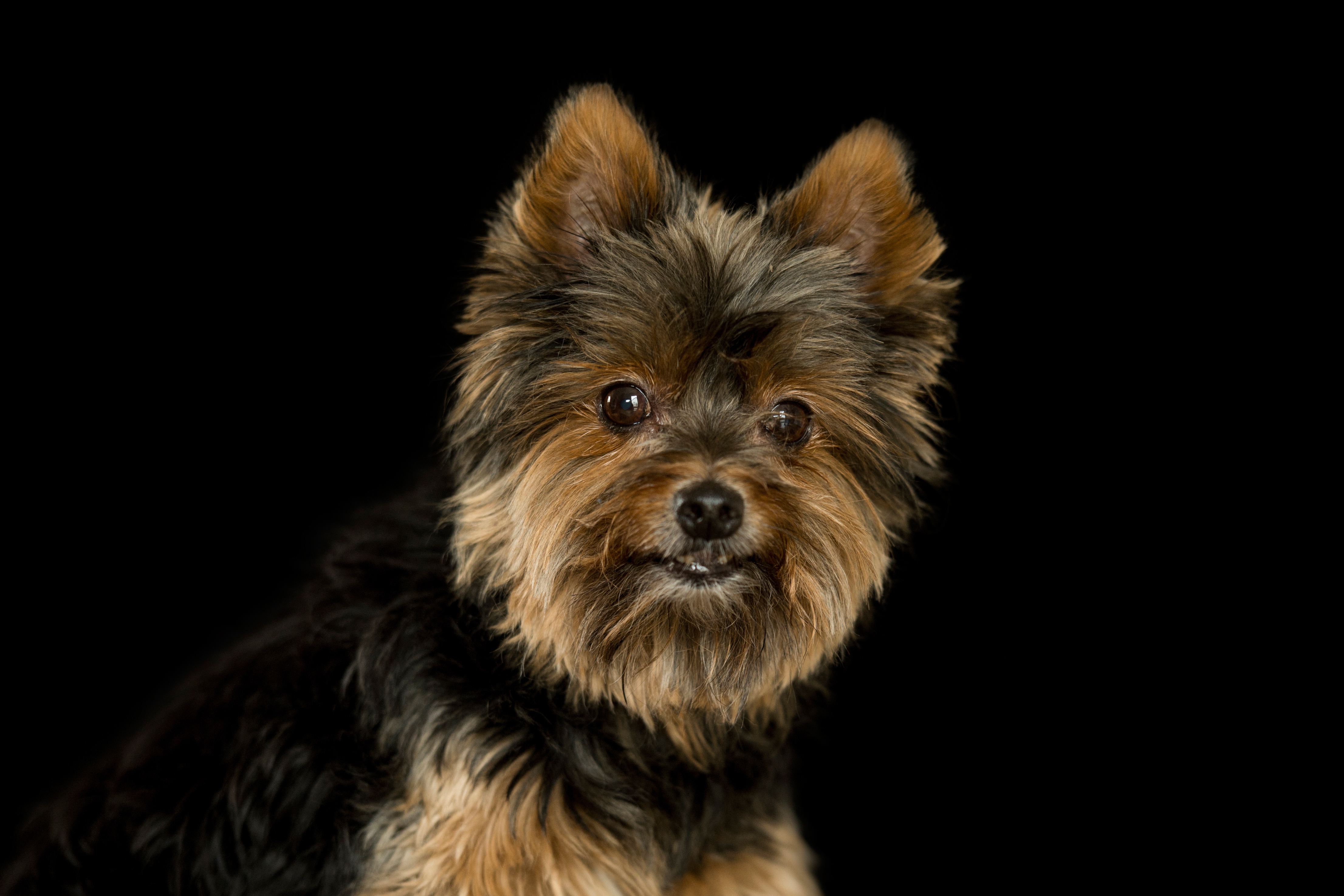 Yorkshire Terrier Wallpapers