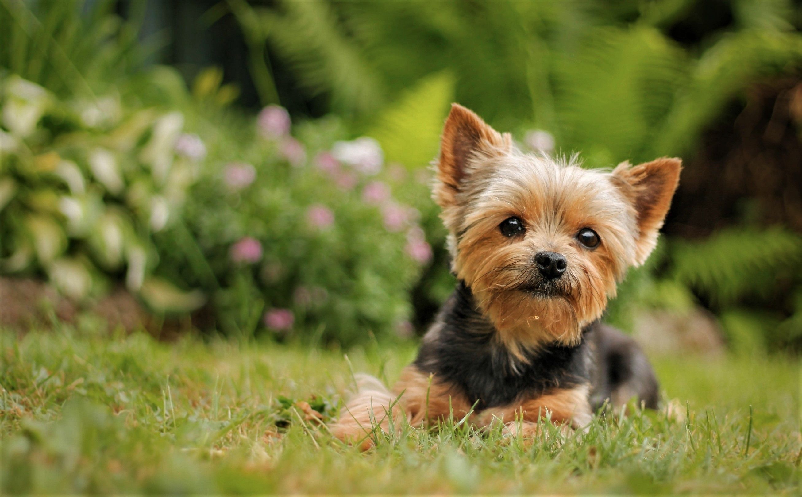 Yorkshire Terrier Wallpapers