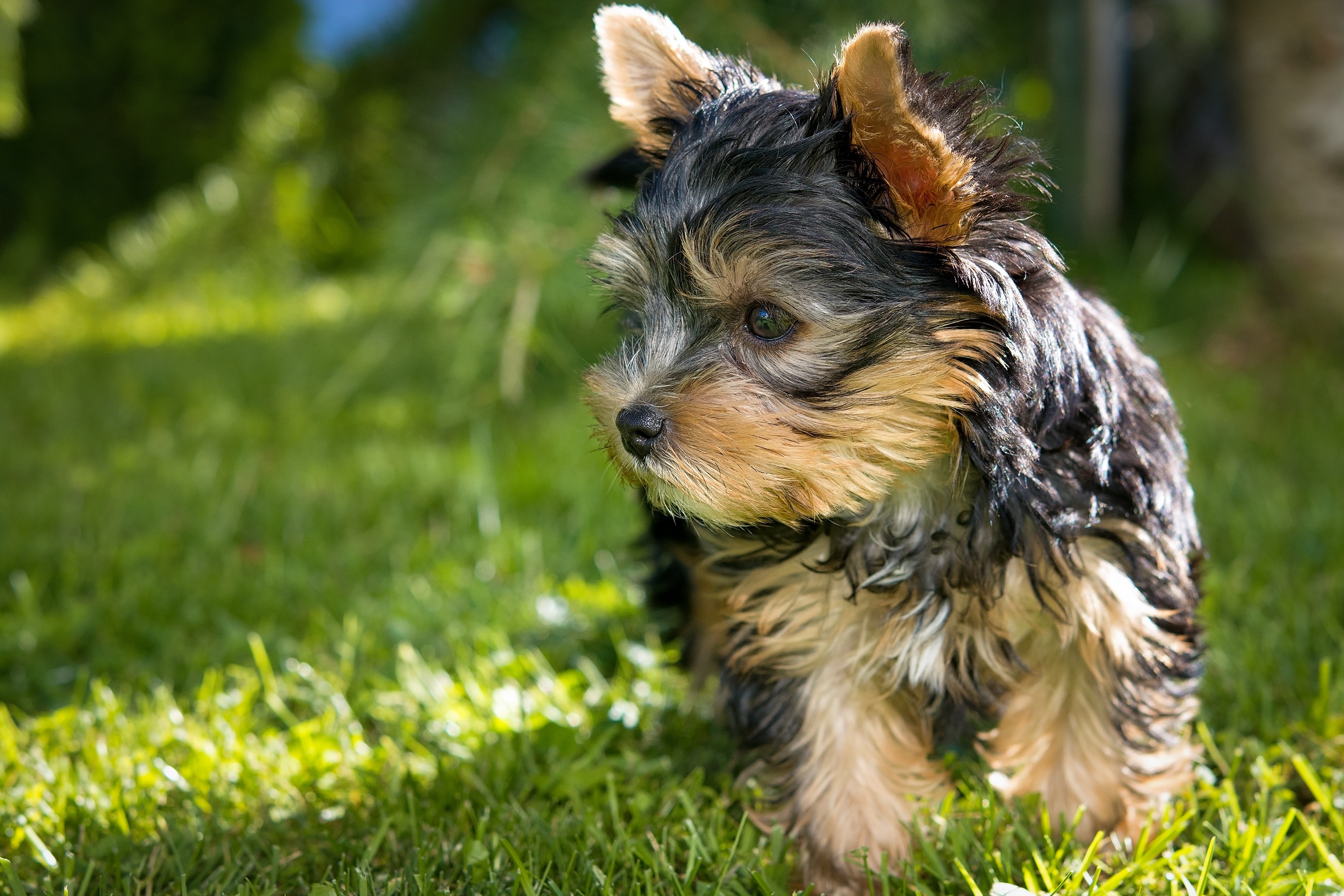 Yorkshire Terrier Wallpapers