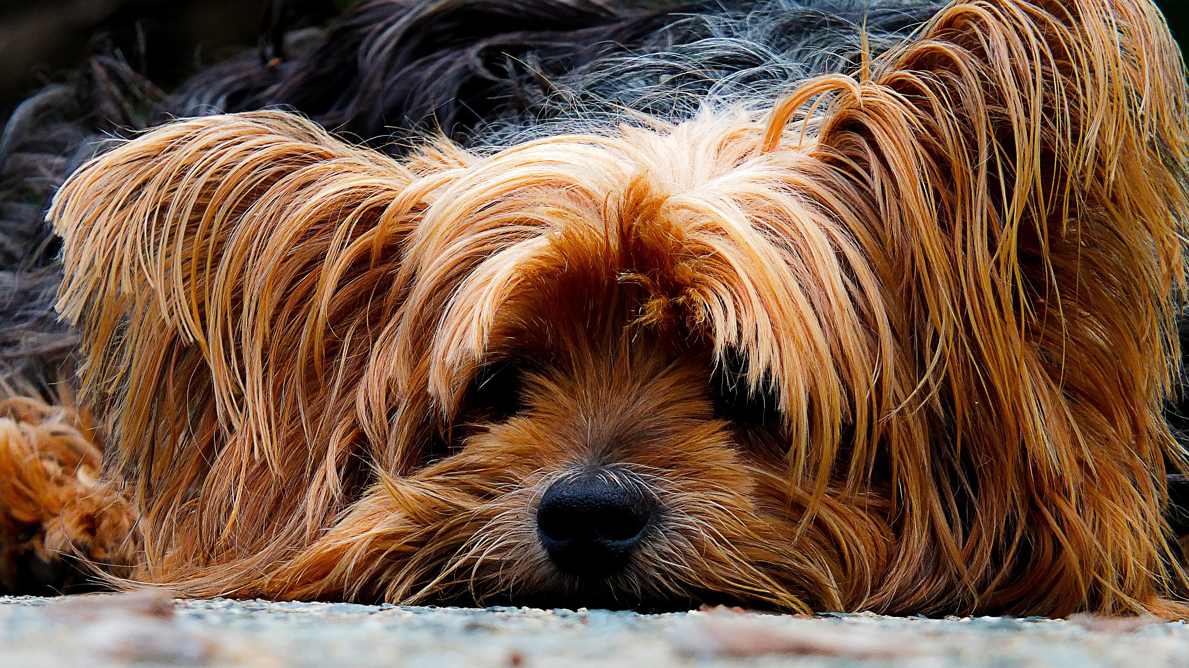 Yorkshire Terrier Wallpapers