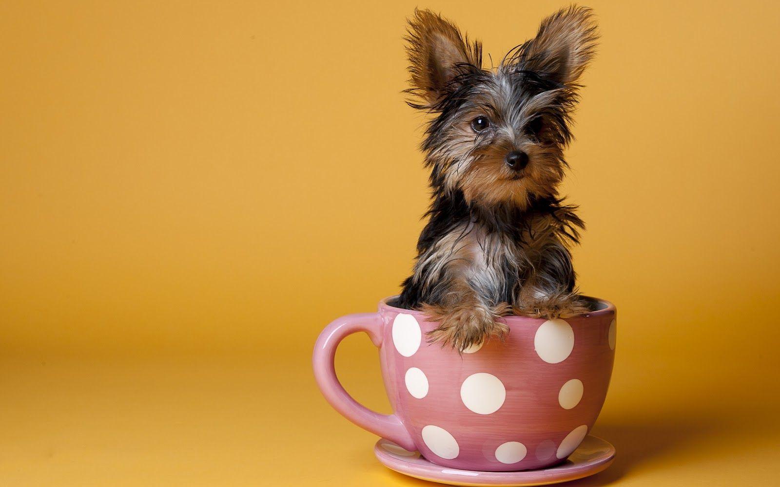 Yorkshire Terrier Wallpapers