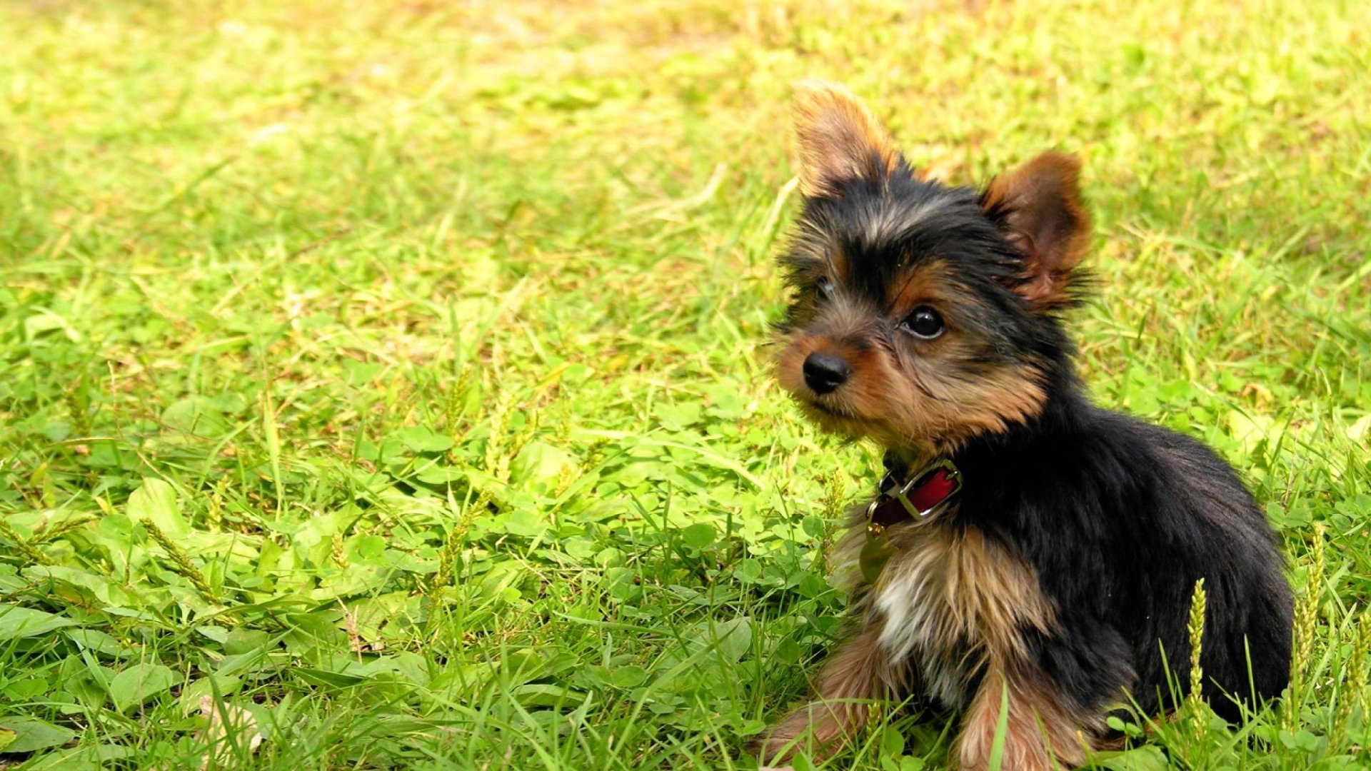 Yorkshire Terriers Wallpapers