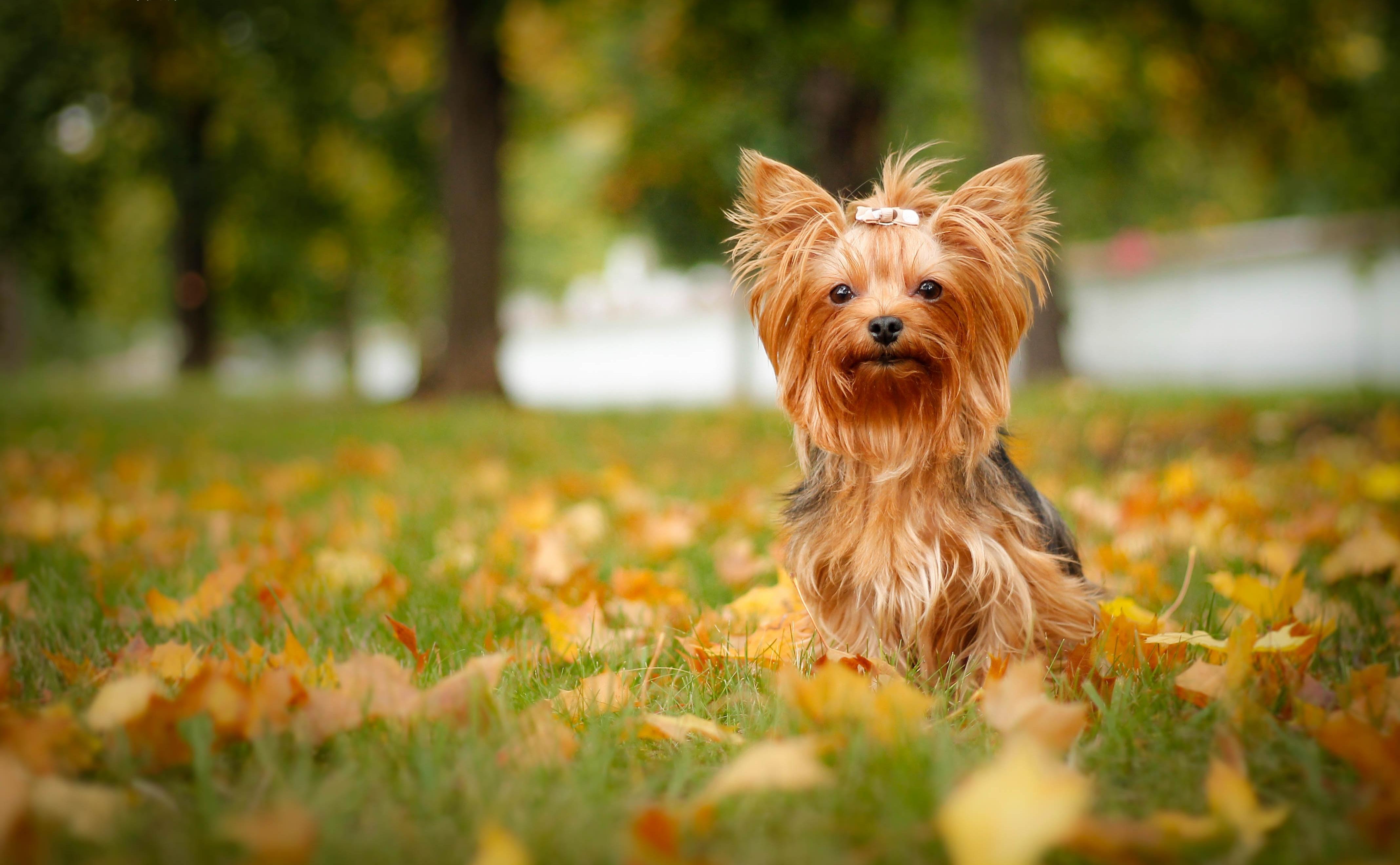 Yorkshire Terriers Wallpapers