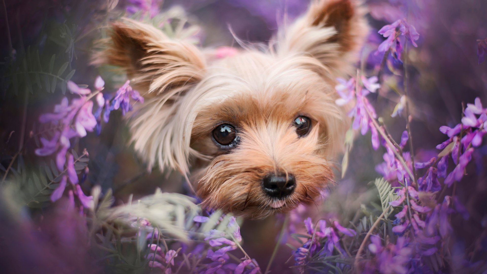 Yorkshire Terriers Wallpapers