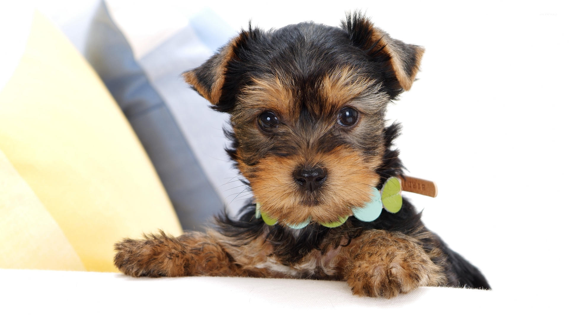 Yorkshire Terriers Wallpapers