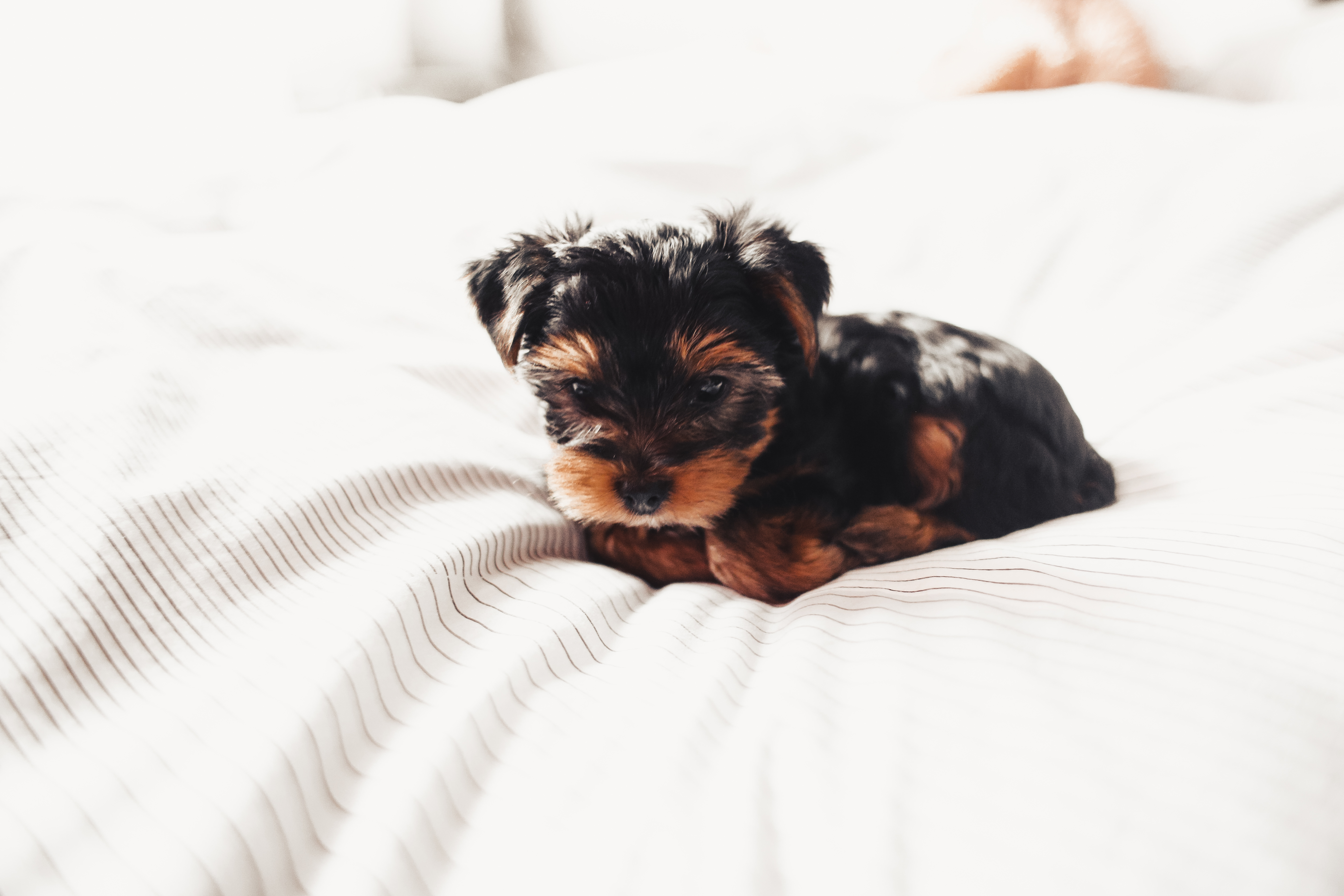 Yorkshire Terriers Wallpapers