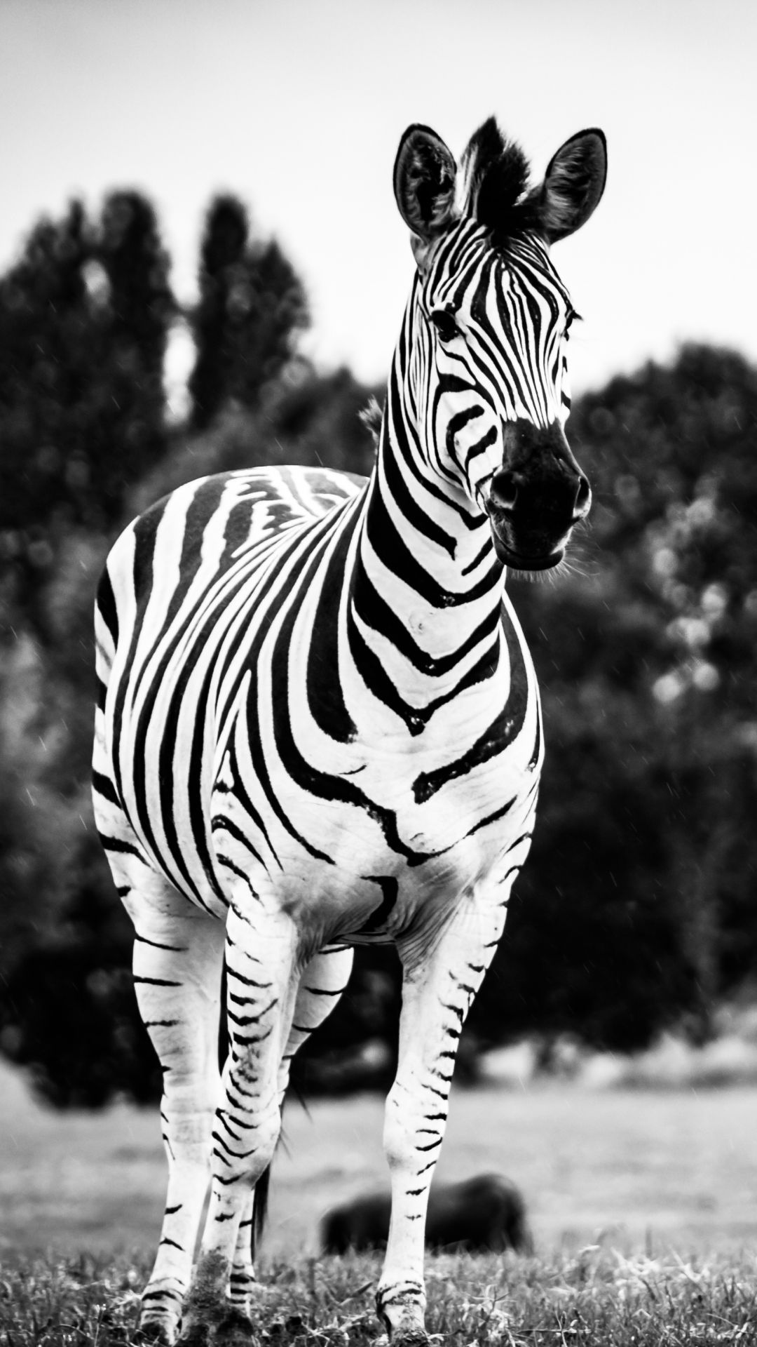 Zebra For Phone Wallpapers