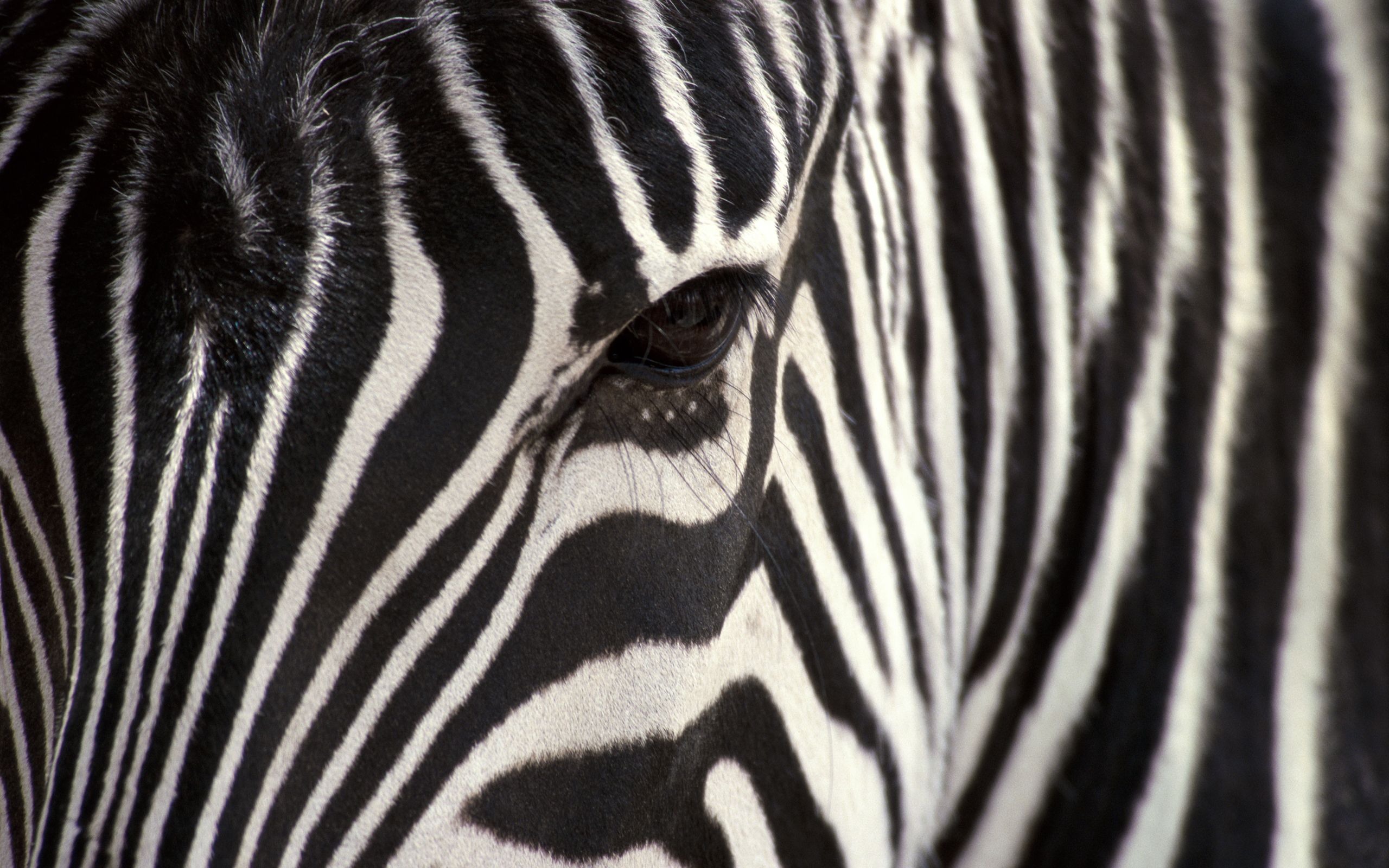 Zebra For Phone Wallpapers