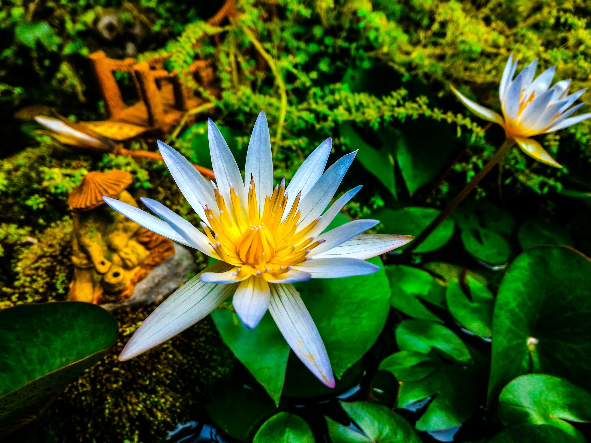 Zen Flower Garden Wallpapers