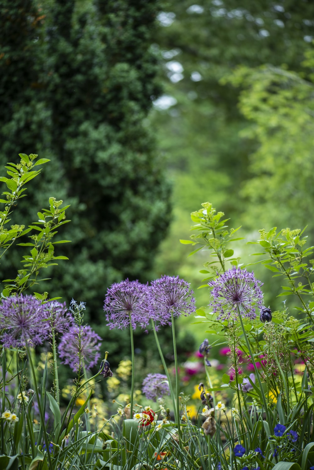 Zen Flower Garden Wallpapers